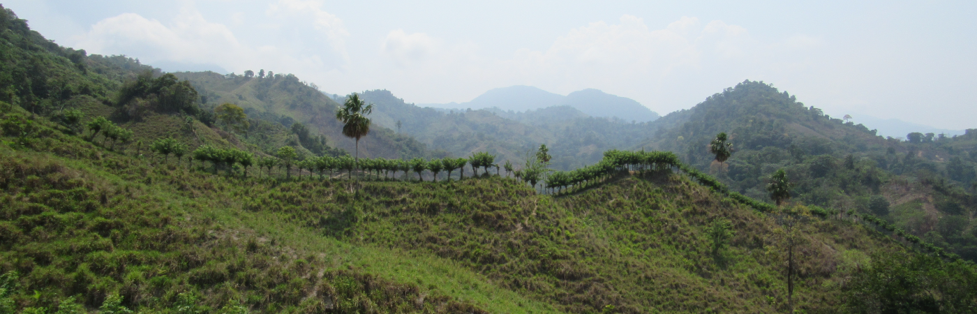 Programa de erradicación de cultivos ilícitos