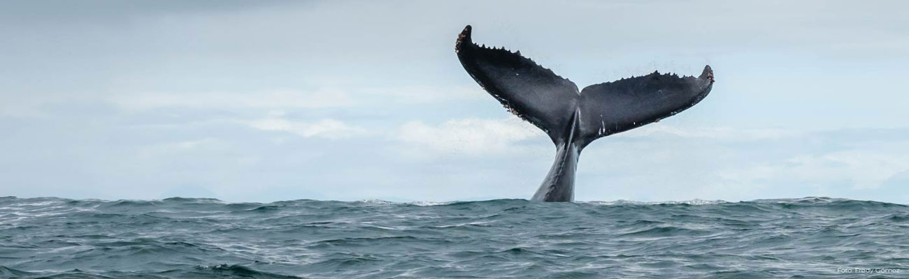 Con ciencia, sector ambiental le apuesta al desarrollo sostenible en Colombia