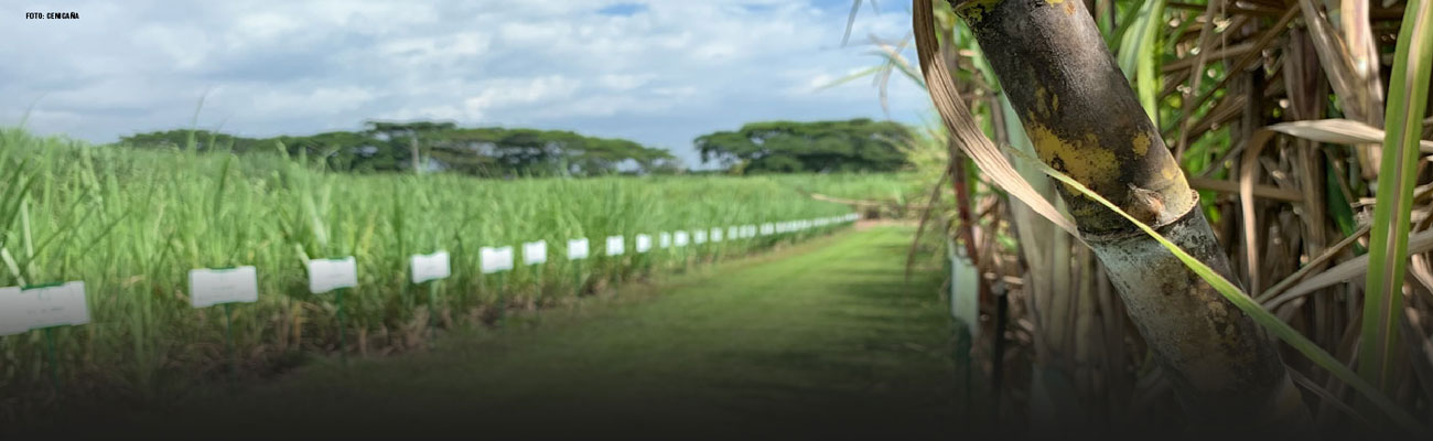 La ANLA explica a la CVC y Cenicaña procesos de estandarización para permisos de uso de recursos naturales