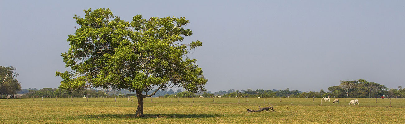 La ANLA se suma a medidas del Gobierno Nacional para incentivar economía en el Llano