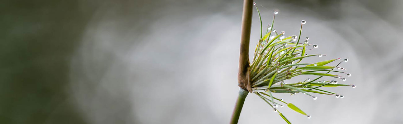 Ronda Digital y sus 14 artículos sobre temas relacionados con el desarrollo sostenible