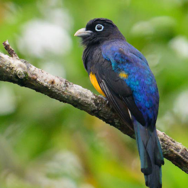 Apuestas Transformacionales por la Biodiversidad