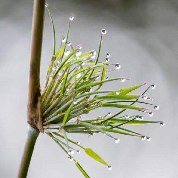 Apuestas Transformacionales Cambio Climático