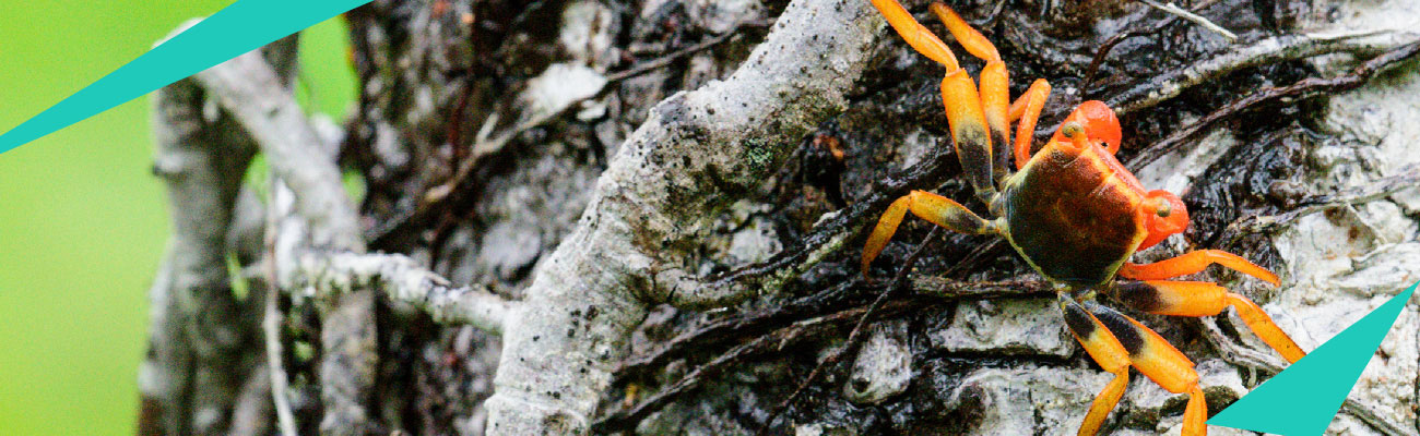 Nuevo mecanismo de radicación en vital para la solicitud de Permiso de Estudio para la Recolección de Especímenes de Especies Silvestres de la Diversidad Biológica con Fines de Estudios Ambientales