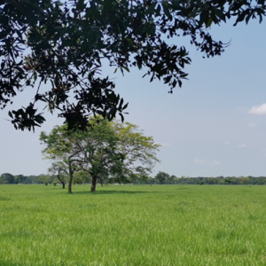 Área de Desarrollo Llanos 141