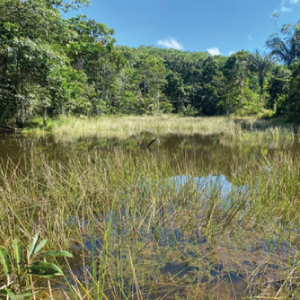 Ingrese al proyecto de interés en evaluación Área de perforación exploratoria Nyctibius