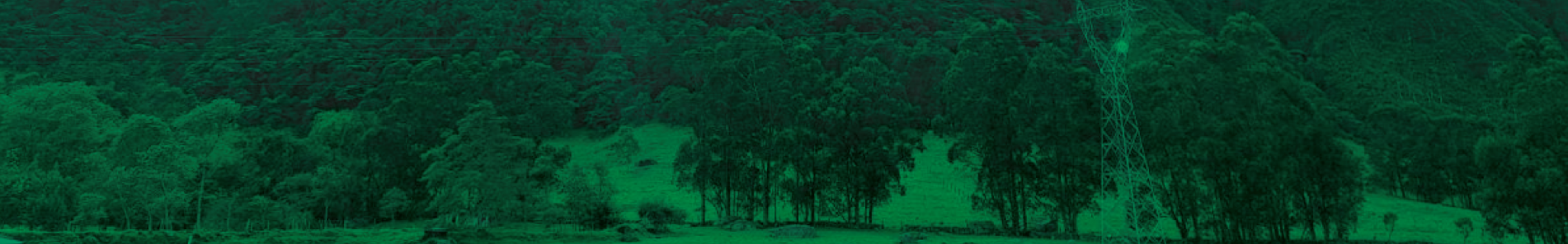 Participación en las Visitas Técnicas de Seguimiento 