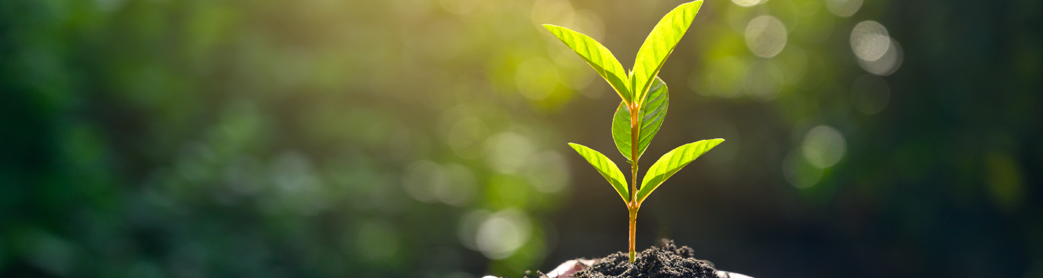 paisaje con germinado de planta
