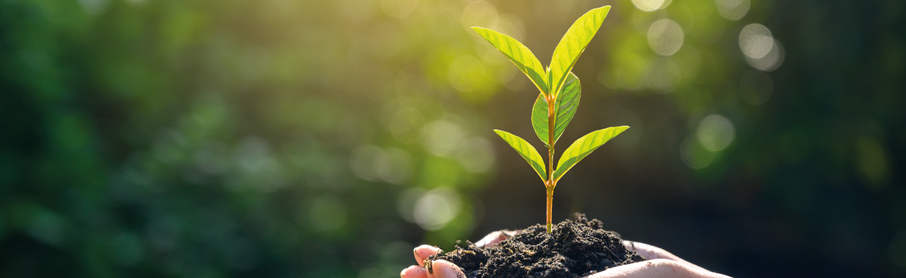 fondo natural con planta sobre una mano