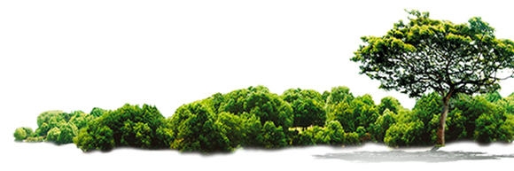 banner fondo blanco con arboles